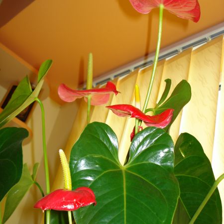 Anthurium